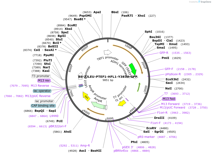 207022-plasmid-map-sequence-id-430384