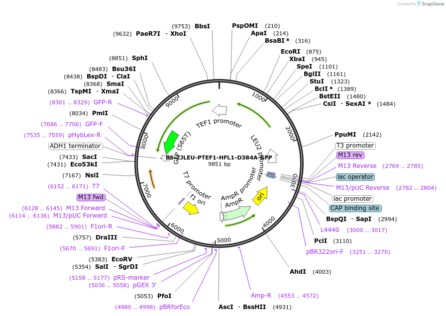 207021-plasmid-map-sequence-id-430385