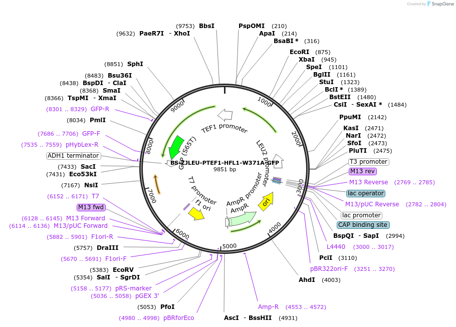 207019-plasmid-map-sequence-id-430387