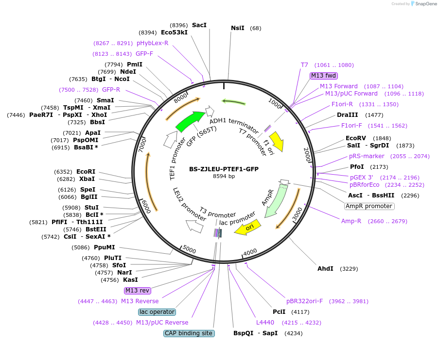 207018-plasmid-map-sequence-id-430388