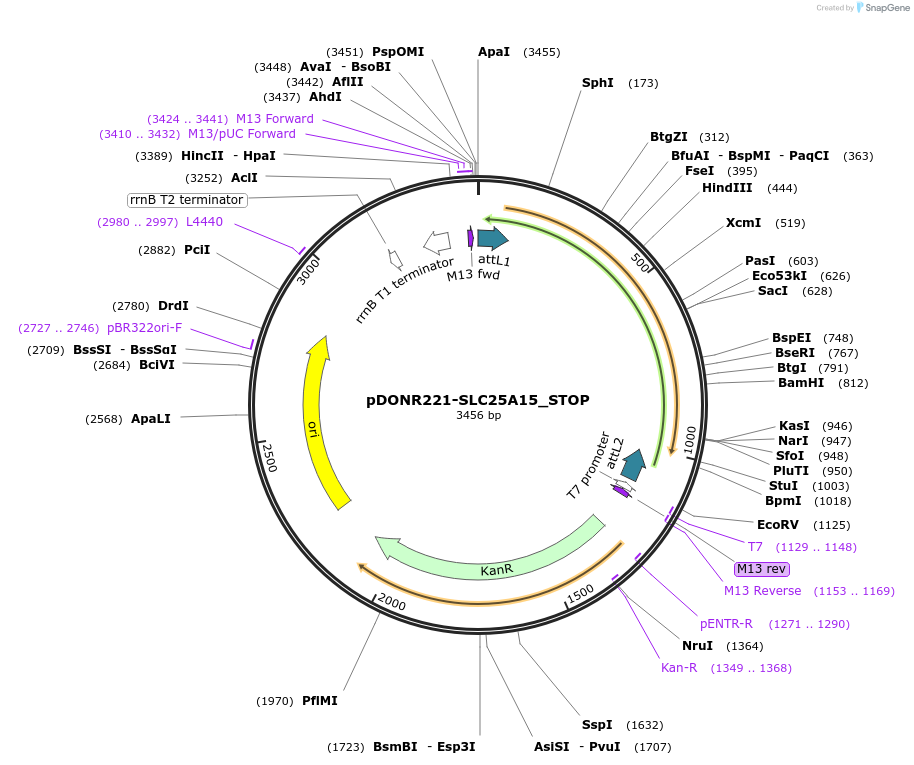 161133-plasmid-map-sequence-id-430392