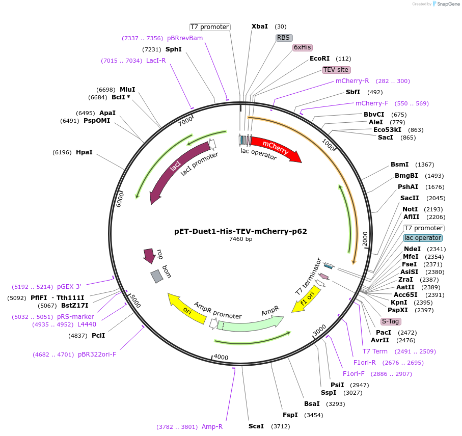 199780-plasmid-map-sequence-id-430393