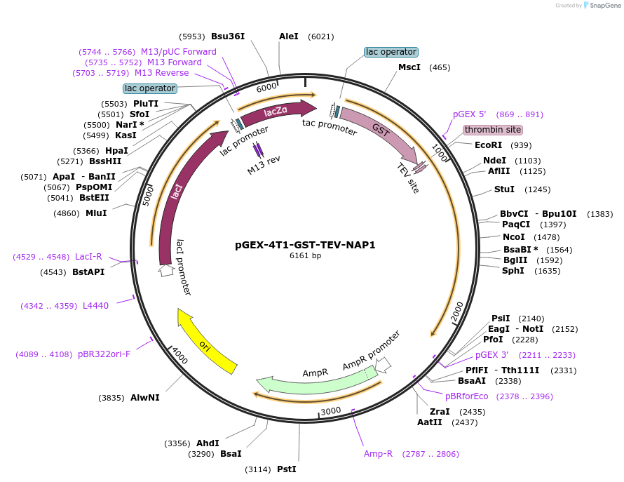 217610-plasmid-map-sequence-id-430396