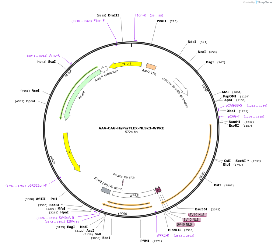 217563-plasmid-map-sequence-id-430397