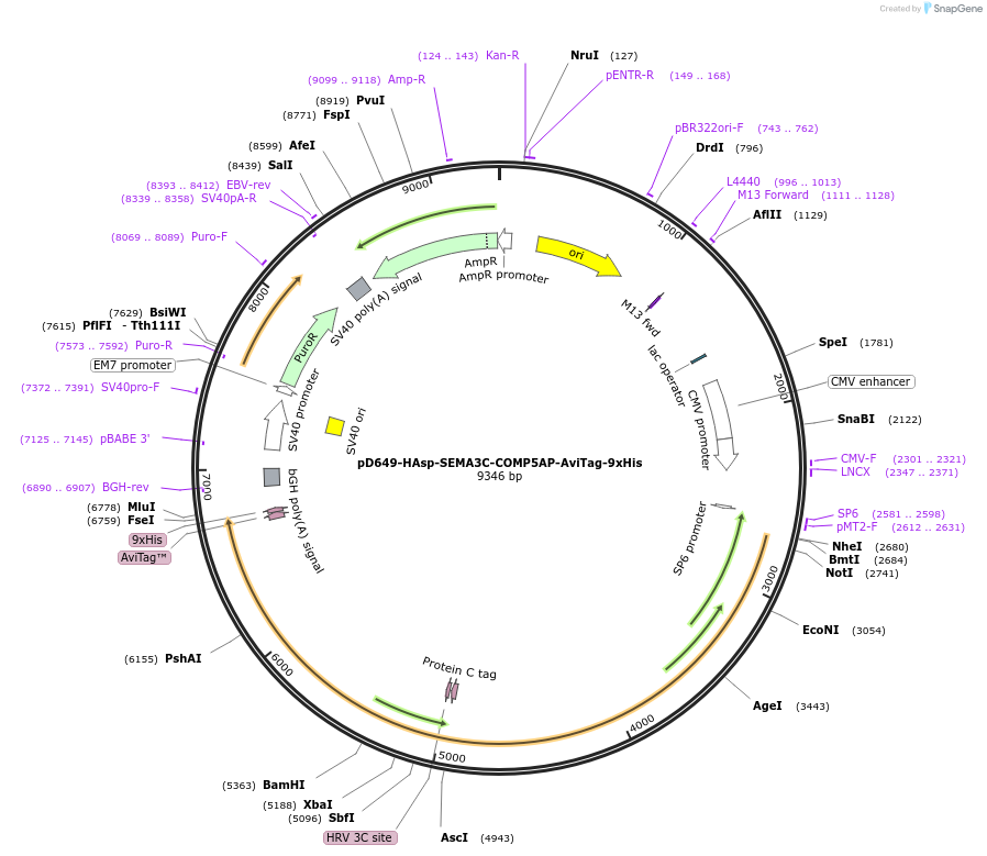 157525-plasmid-map-sequence-id-430399