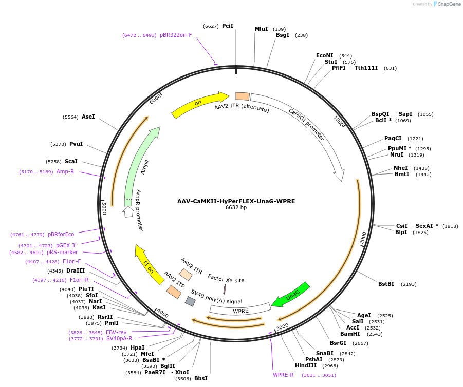217564-plasmid-map-sequence-id-430400