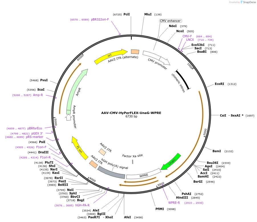 217565-plasmid-map-sequence-id-430407