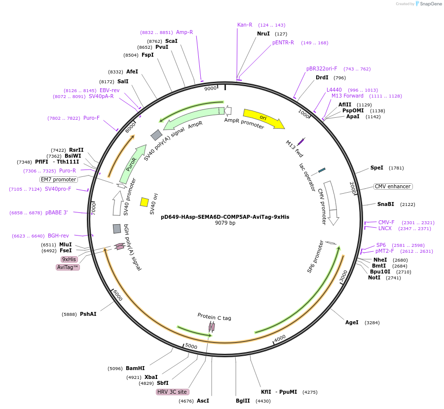 157498-plasmid-map-sequence-id-430409