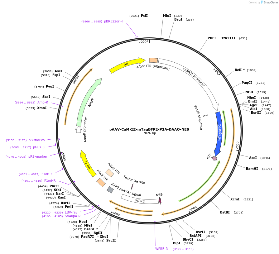217566-plasmid-map-sequence-id-430410