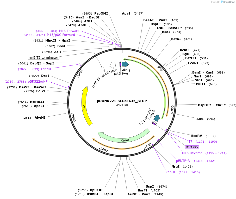 161147-plasmid-map-sequence-id-430413