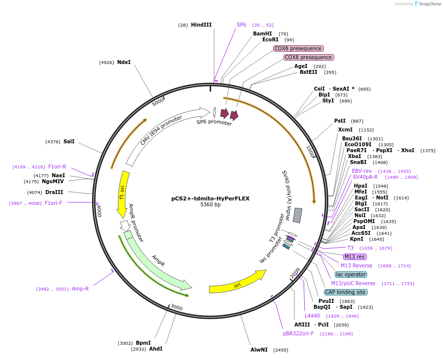 217567-plasmid-map-sequence-id-430416