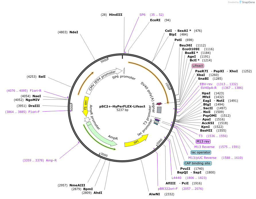 217568-plasmid-map-sequence-id-430422