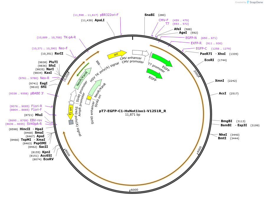 147376-plasmid-map-sequence-id-430424