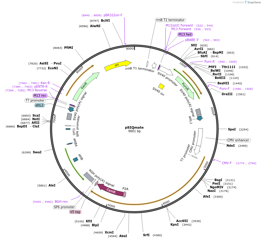216240-plasmid-map-sequence-id-430426