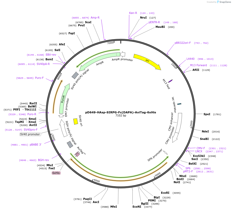 156772-plasmid-map-sequence-id-430433