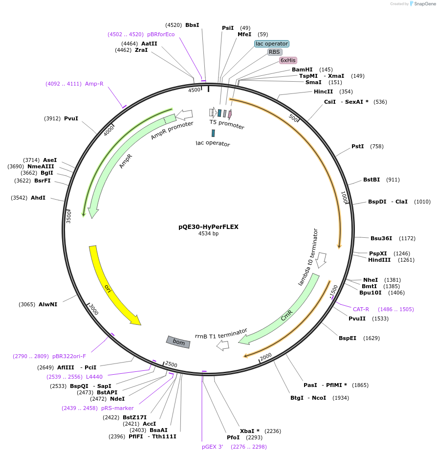217569-plasmid-map-sequence-id-430436