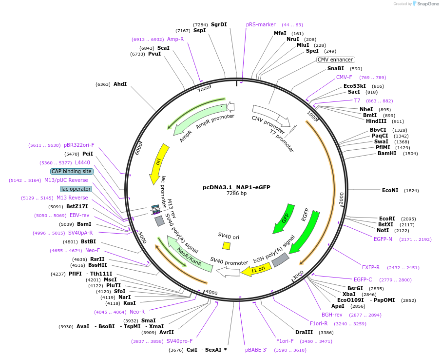 216837-plasmid-map-sequence-id-430437