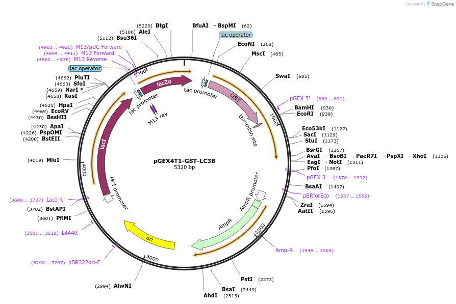216836-plasmid-map-sequence-id-430438