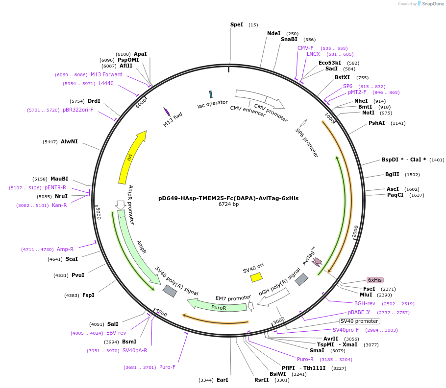 156621-plasmid-map-sequence-id-430445