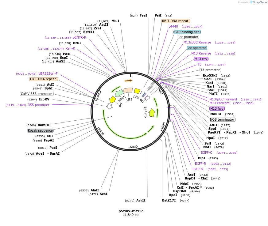 216206-plasmid-map-sequence-id-430448