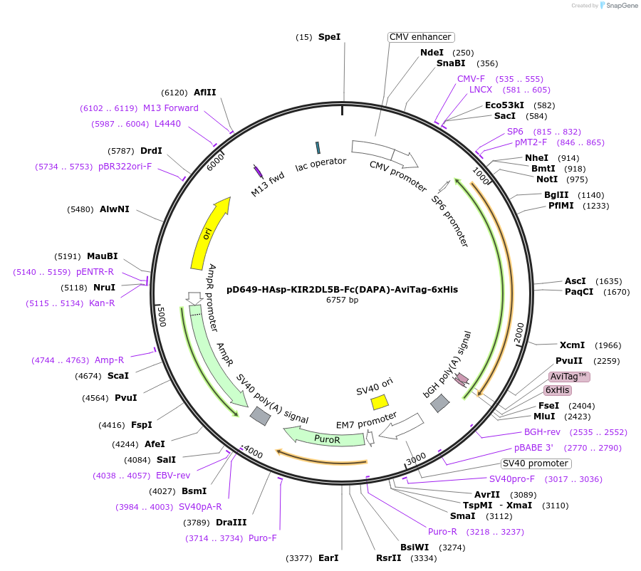 156644-plasmid-map-sequence-id-430452