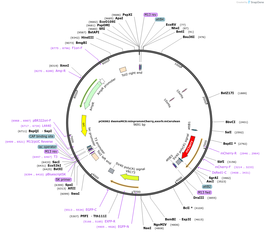 200015-plasmid-map-sequence-id-430458