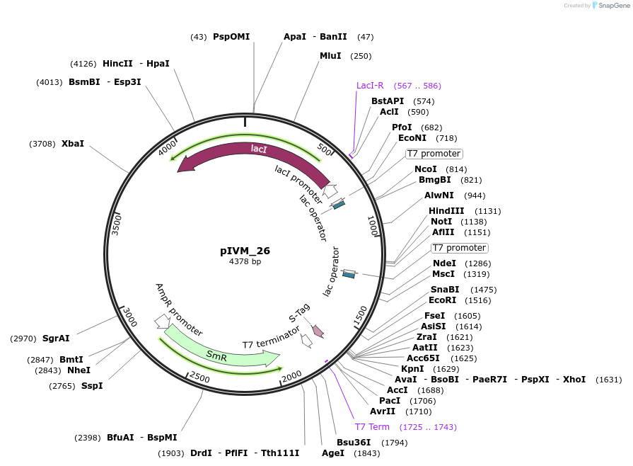 204501-plasmid-map-sequence-id-430461