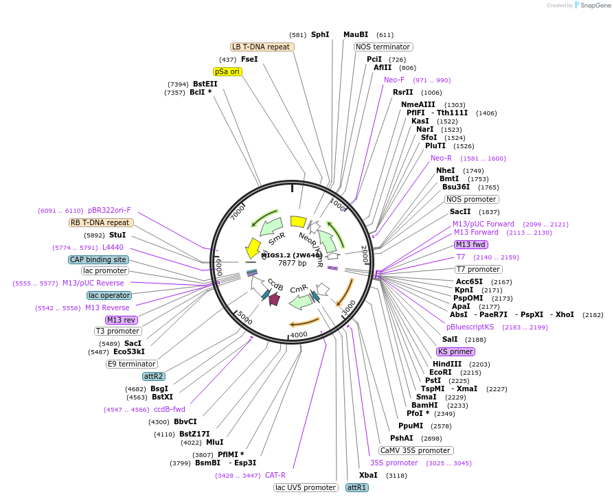 35246-plasmid-map-sequence-id-43053