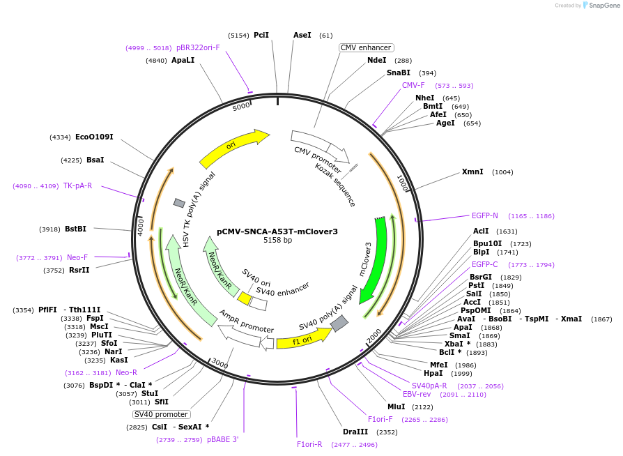 215378-plasmid-map-sequence-id-430530