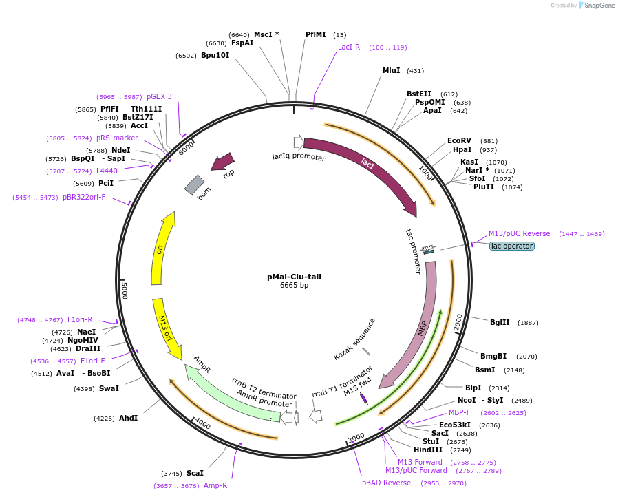 215396-plasmid-map-sequence-id-430531