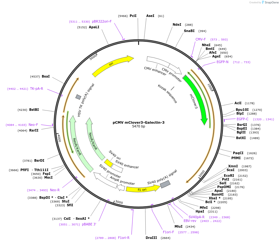 215376-plasmid-map-sequence-id-430532