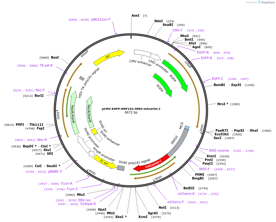 215373-plasmid-map-sequence-id-430534