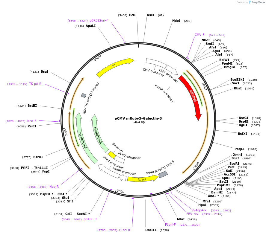 215375-plasmid-map-sequence-id-430535