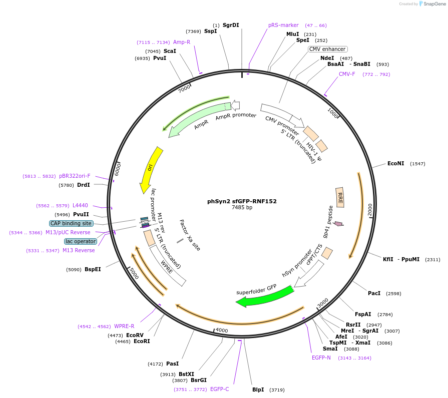 215374-plasmid-map-sequence-id-430536