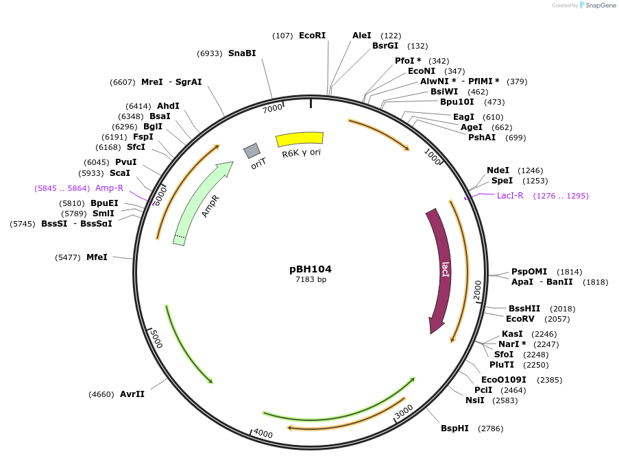 215775-plasmid-map-sequence-id-430537