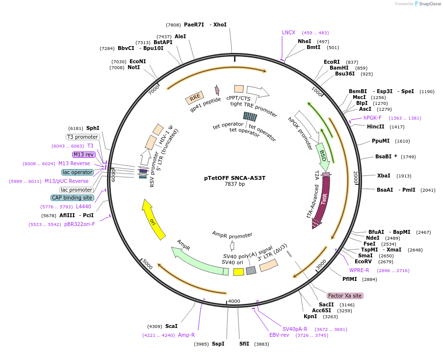 215372-plasmid-map-sequence-id-430538