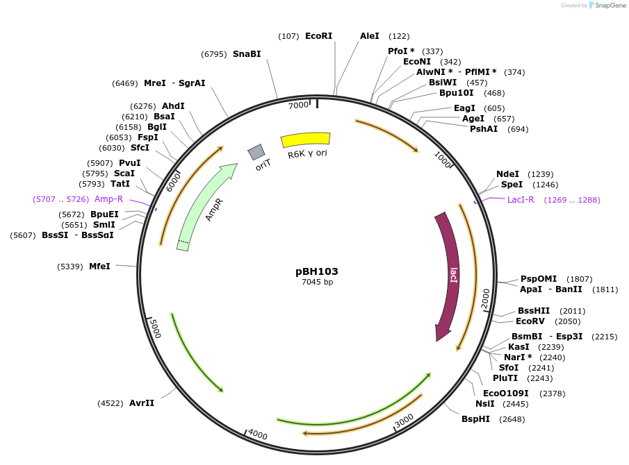 215774-plasmid-map-sequence-id-430540