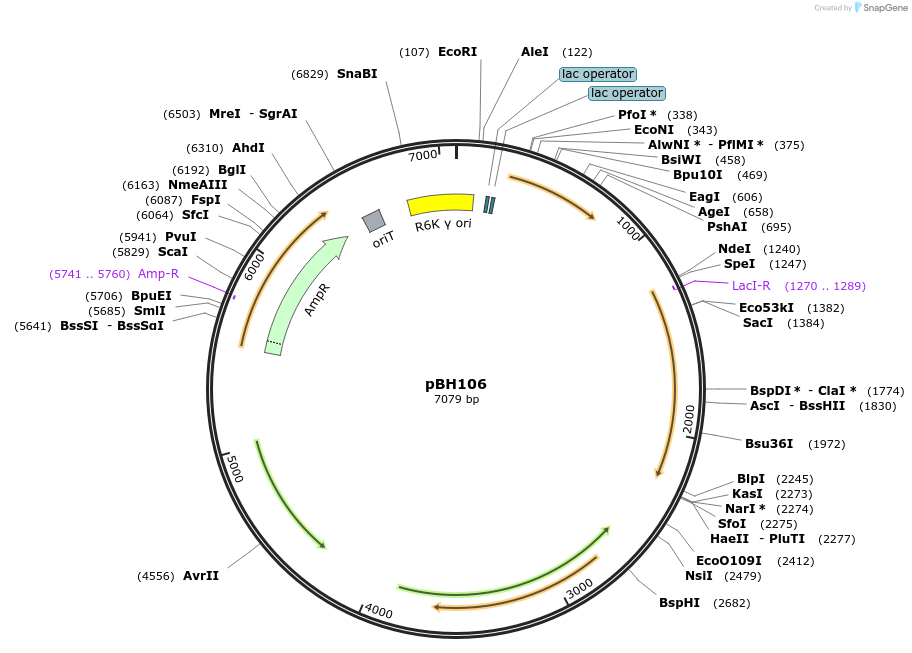 215777-plasmid-map-sequence-id-430542