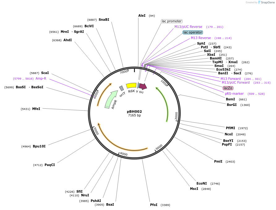215771-plasmid-map-sequence-id-430544