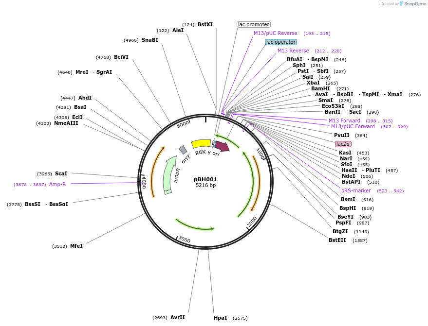 215761-plasmid-map-sequence-id-430545