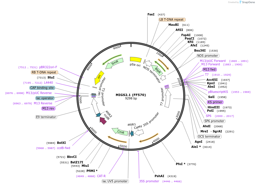 35247-plasmid-map-sequence-id-43055