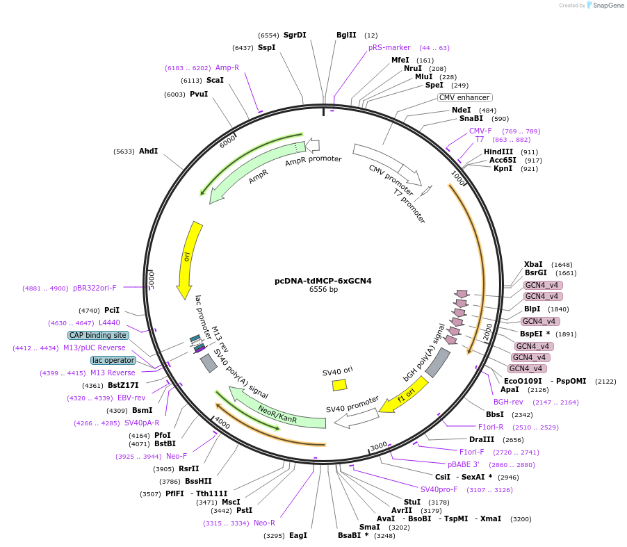 205159-plasmid-map-sequence-id-430551