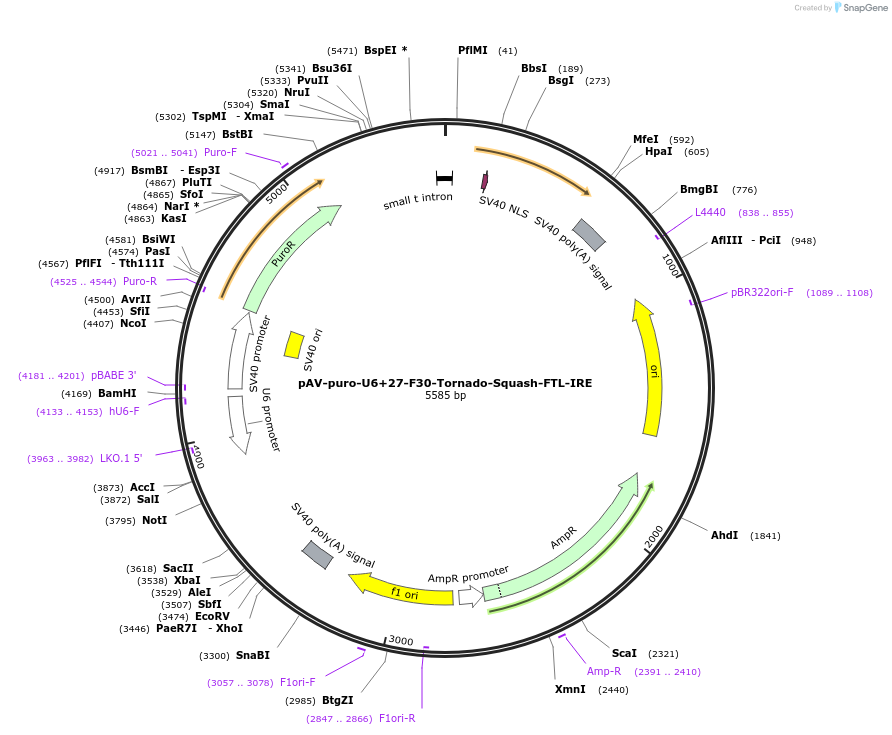 216828-plasmid-map-sequence-id-430552