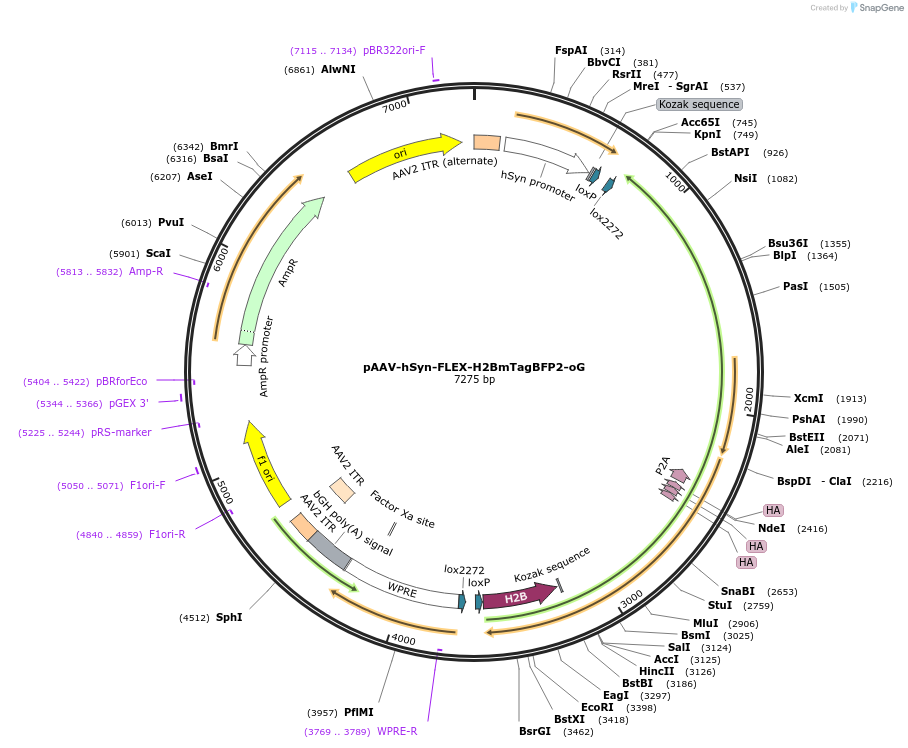 217976-plasmid-map-sequence-id-430558