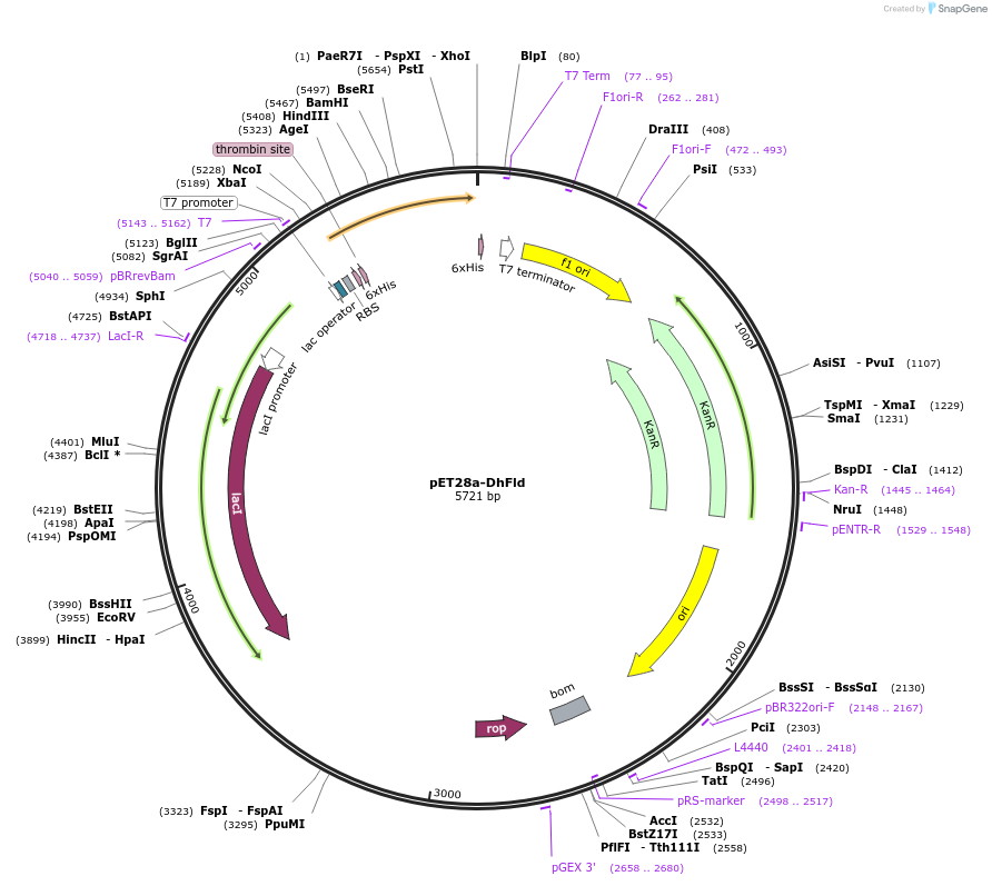 217821-plasmid-map-sequence-id-430559