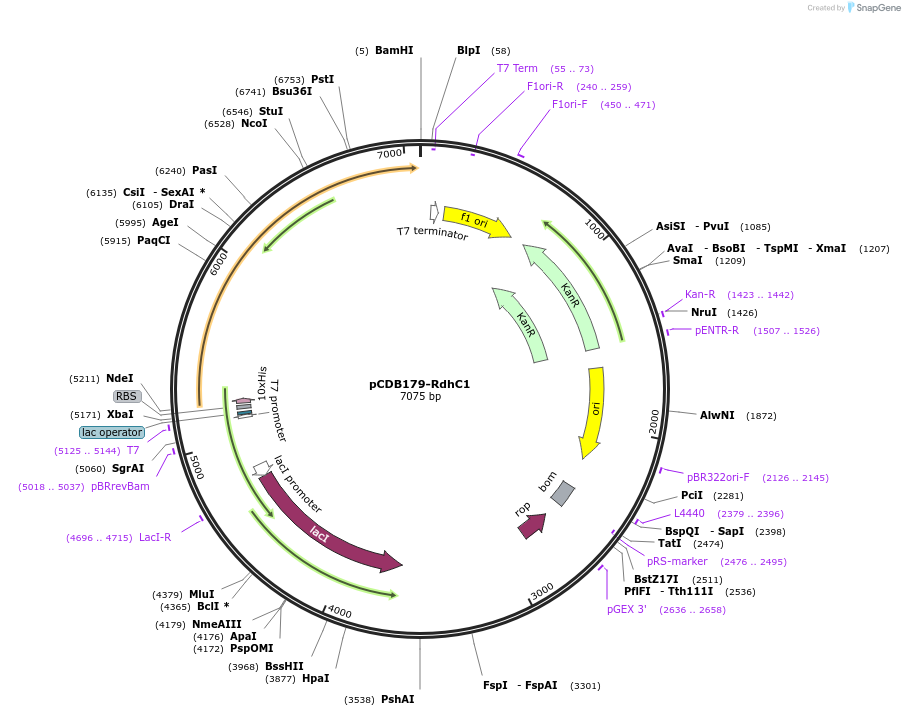 217822-plasmid-map-sequence-id-430561