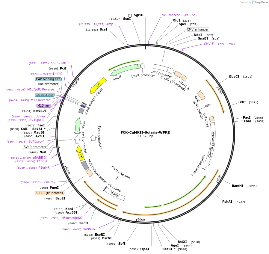 217480-plasmid-map-sequence-id-430572