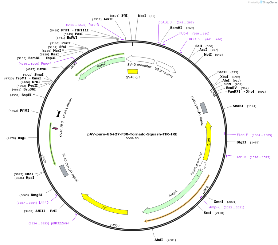 216829-plasmid-map-sequence-id-430573