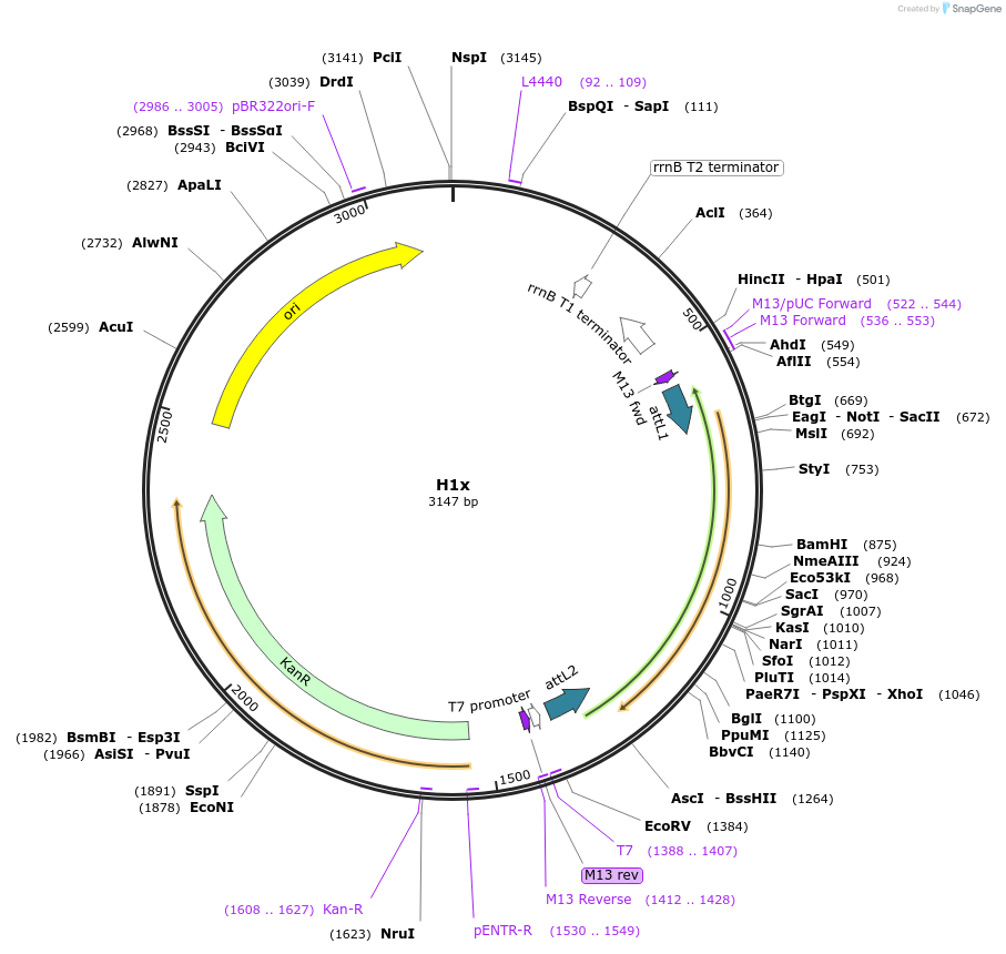 218111-plasmid-map-sequence-id-430574