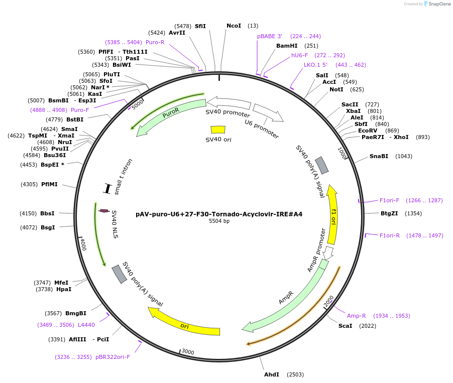 216823-plasmid-map-sequence-id-430577
